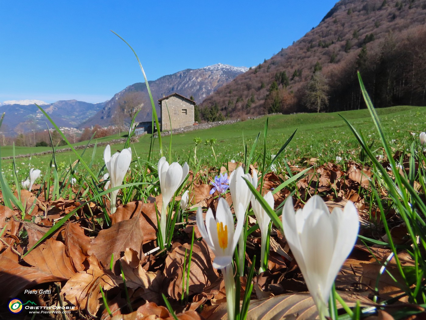 17 Prati fioriti di Crocus vernua (Crochi primaverili).JPG